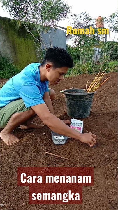 cara menanam semangka