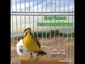 تغريد ياسمين موزمبيق  