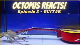 Octopus Reacts to Guitar - Episode 5 by Octolab TV 115,713 views 3 years ago 4 minutes, 6 seconds