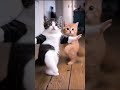 Cute Cats Dance🥰😍#shorts#dance#shortvideo#viral#youtubeshorts#ytshorts#edit#funny#fyp#ytshorts#yt