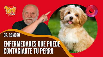 ¿Puedo contagiarme la leptospirosis de mi perro?