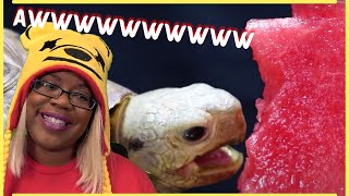 Tortoise Eating LIKE Button ASMR Turtle 41 | Animal ASMR | AyChristene Reacts