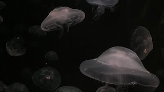 pli 당신의 능률 향상을 위해