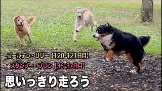 全力で走るのは楽しいねぇ【リリー120 121日目・プードル36 37日目】