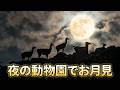 【LIVE】動物園でお月見しよう🎑🌕