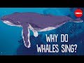 Why do whales sing? - Stephanie Sardelis