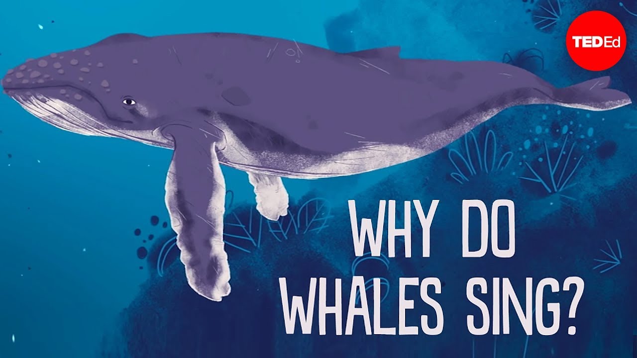 ⁣Why do whales sing? - Stephanie Sardelis