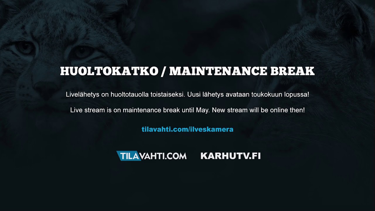 Ilveskamera - lynx live stream karhutv.fi