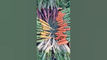 Five Tips for Growing BIG Carrots #vegetablegarden #homegarden