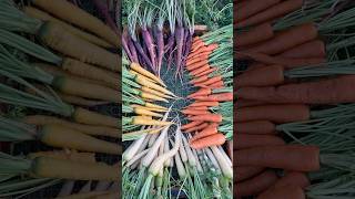 Five Tips for Growing BIG Carrots #vegetablegarden #homegarden