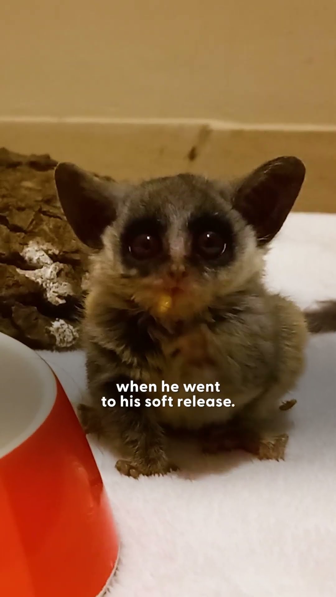 Tiniest Bush Baby Found In the Road | The Dodo