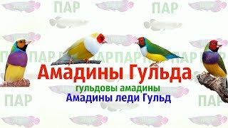 Амадины Гульда Амадины Гульда