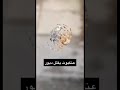 عنكبوت يقتل دبور