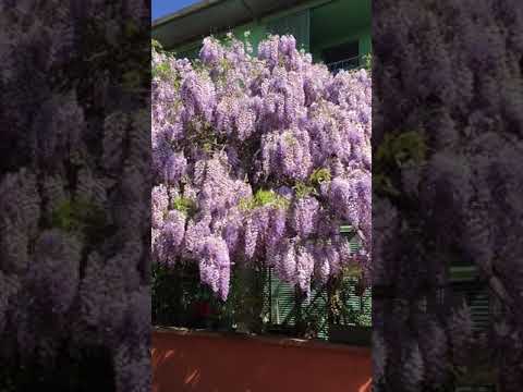Vídeo: La Glicina Floreix Afectuosament