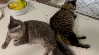 Abandoned kittens now live the good life :) by Simon and Link 202 views 10 months ago 3 minutes, 15 seconds