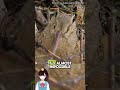 This Bird Can Moonwalk Like Michael Jackson and Has 360 Degree Vision! - Woodcock