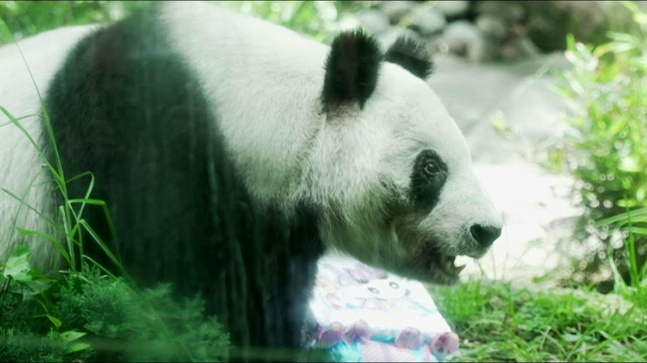 Only panda not owned by China turns 35 | AFP