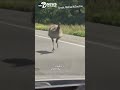 Runaway emu leads troopers on wild chase in Maryland