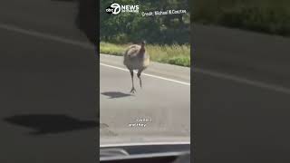 Runaway emu leads troopers on wild chase in Maryland