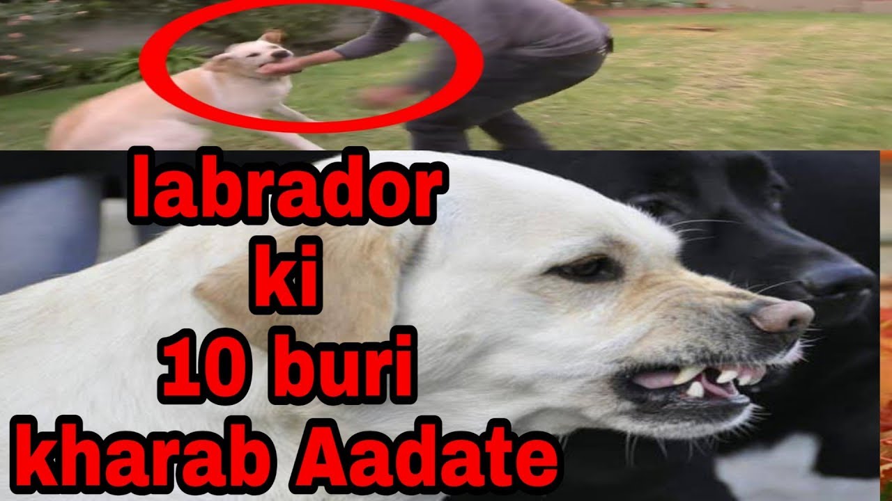 Labrador Ki 10 Kharab Aadate Problems Of Labrador dogs Biography labrador-ki-10-kharab-aadate-problems-of-labrador-dogs-biography