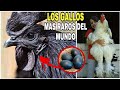 LOS 6 GALLOS MÁS RAROS DEL MUNDO