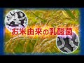 お米由来の乳酸菌K-1、K-2