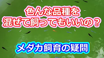 メダカ マリモ混泳 Mp3
