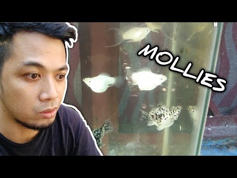 Video: Paano Makilala Ang Isang Babaeng Mollies