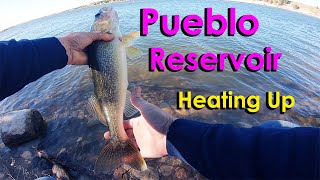 Pueblo Reservoir Shore Fishing is heating up!  Lake Pueblo fishing