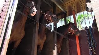 Horses evacuated from Florida ahead of Irma