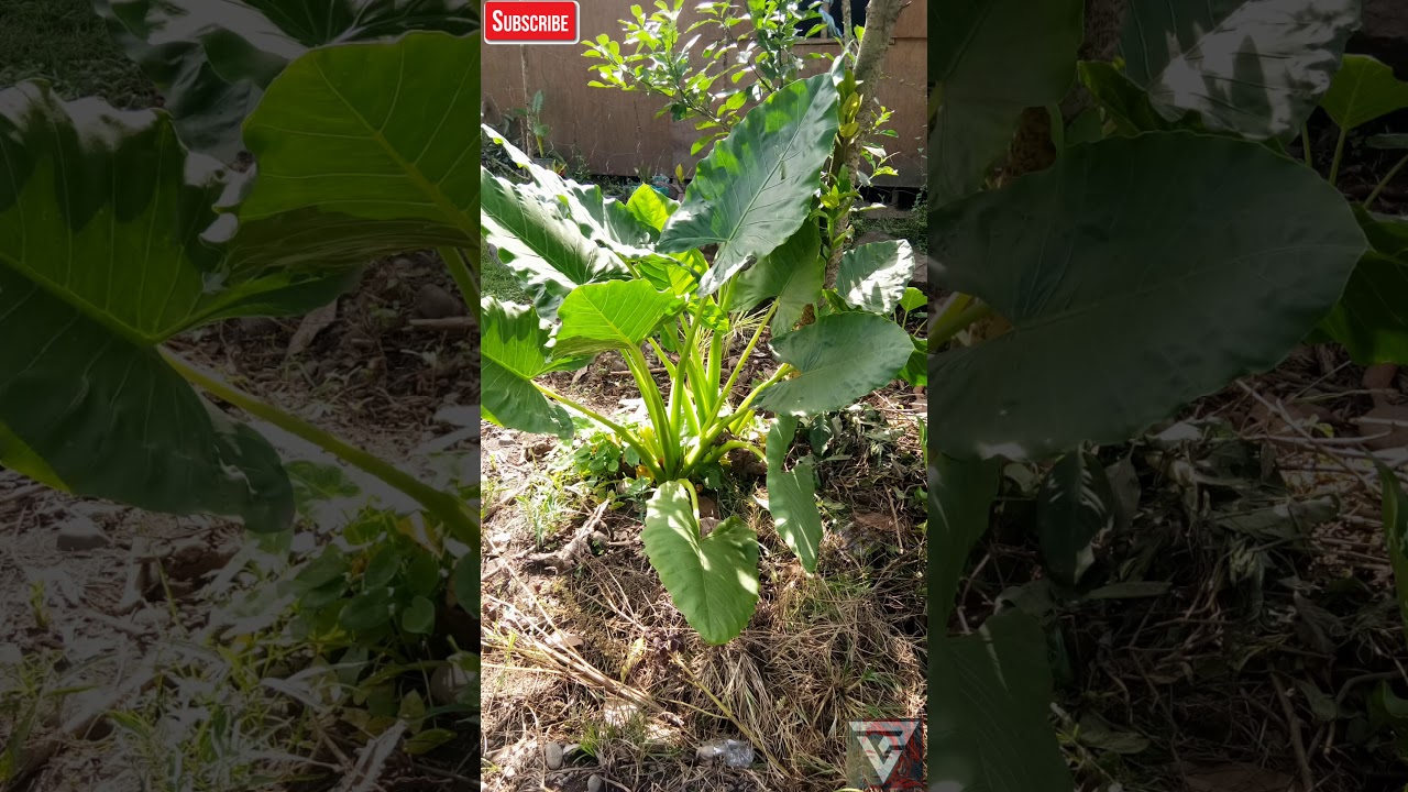 ALOCASIA | Elephant Ear
