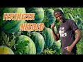 Watermelon fertilizer plan from planting to harvesting