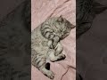 Что не делается то к лучшему стэтхэмозвучка Cat веселыекоты кот прикольныекоты юмор смех Что не делается то к лучшему стэтхэмозвучка Cat веселыекоты кот прикольныекоты юмор смех