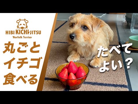 愛犬キチ まるごとイチゴ ♪ 【 dog ノーフォークテリア norfolkterrier strowberry】