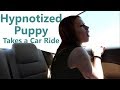 Hypnotized Puppy Takes a Car Ride