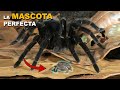 TARÁNTULA Gigante PROTEGE a RANA Pigmea y ésta Cuida a sus Huevos | ¿Mascota o mutualismo? - Quom