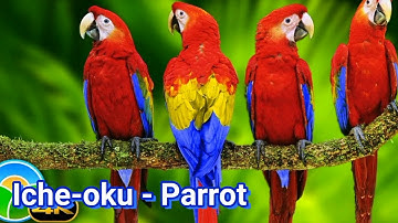 Igbo lesson stage 15: Names of different birds ( Nnụnụ) in Igbo Language.