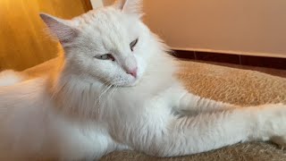 My Cat Only Reacts When I Call Him Mr Boss! Funny cat video