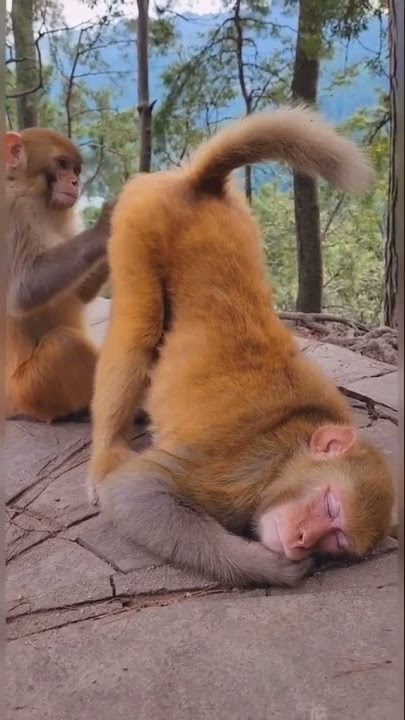 ada yang tau engak monyet ini lagi ngapai#shorts #story #lucu
