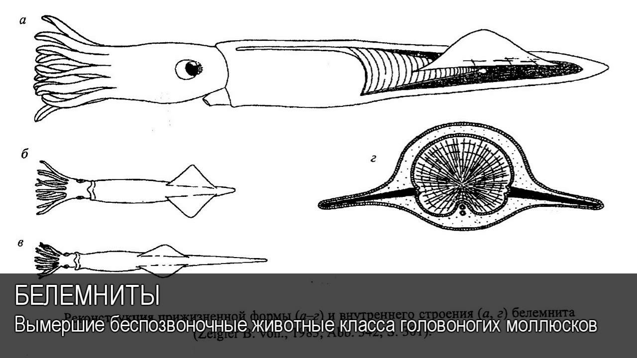 Белемниты. Толковый Видеословарь русского языка