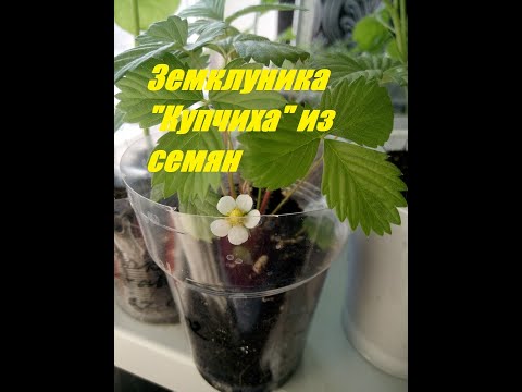 Земклуника "Купчиха" из семян. Выращивание земляники из семян.