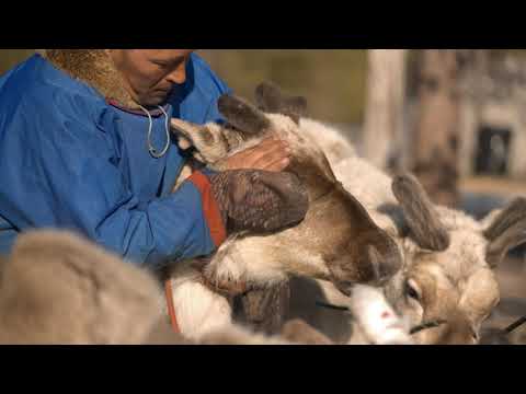 Life of the Vyngayakha forest-tundra