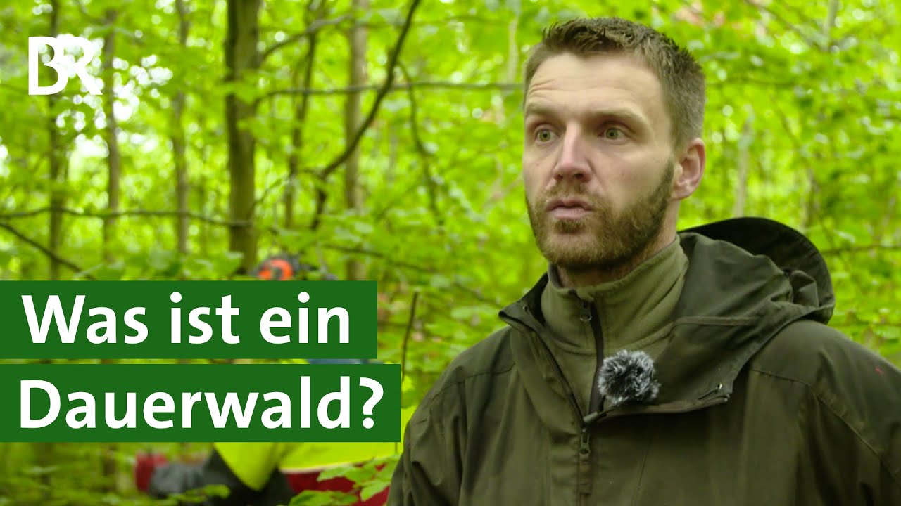 🌲Wie fällt man einen Baum? Makita Schlagschrauber und Spindel-Fällkeil Forstreich #wildaufwald