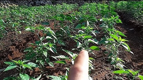 KUNCI TANAMAN CABAI TETAP SUBUR DI MUSIM KEMARAU