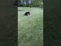 Doberman and French Bulldog versus Racoon