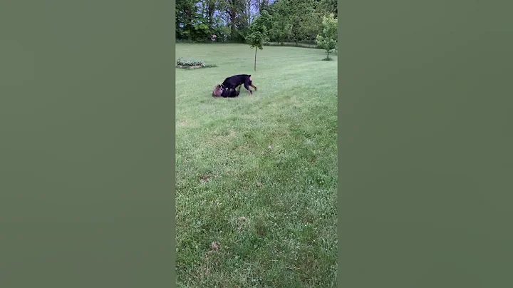 Doberman and French Bulldog versus Racoon