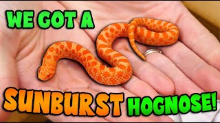 Unboxing the most *Beautiful* Hognose We've ever Seen!