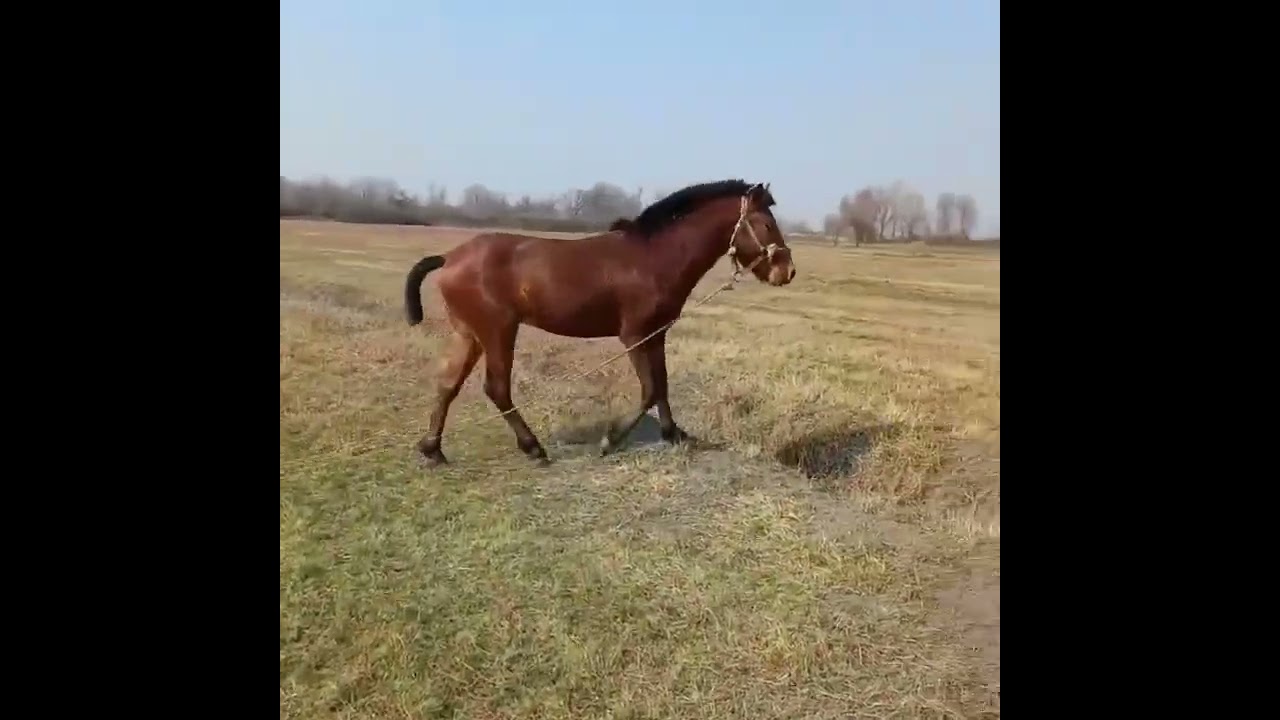Kelbecerli Asefin atlari