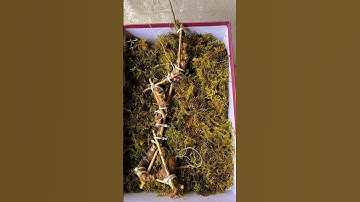 Tạo dáng 3 củ sâm rừng Mường Tè chuẩn! Nặng 120g, đã có giấy kiểm định. Dài cong 70cm, hơn 40 mắt