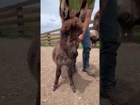 جحش جميل  حمير  جحش حيوانات الطبيعة تركيا  